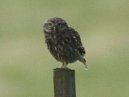 Little Owl