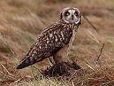 Short Eared Owl