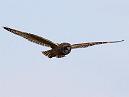 Short Eared Owl