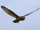 Short Eared Owl