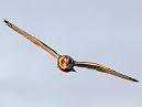 Short Eared Owl