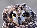 Short Eared Owl