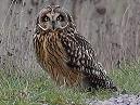 Short Eared Owl
