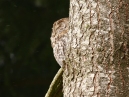 Tawny Owl