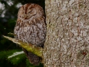 Tawny Owl