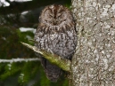 Tawny Owl