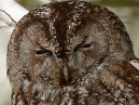 Tawny Owl