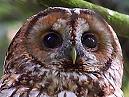 Tawny Owl