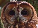 Tawny Owl