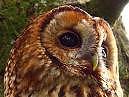 Tawny Owl