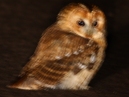 Tawny Owl