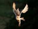 Barn Owl