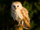 Barn Owl