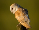 Barn Owl
