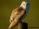 Barn Owl