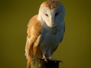 Barn Owl