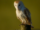 Barn Owl