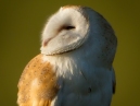Barn Owl