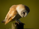Barn Owl