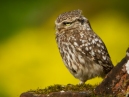 Little Owl