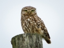 Little Owl