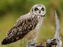 SEO Perching