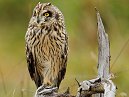 Short Eared Owl