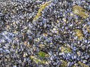 Mussels