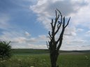 White Horse And A Tree