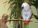 Pippin Perching