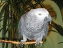 Pippin Perching2 