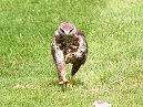 Buzzard