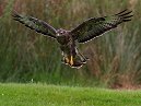 Buzzard