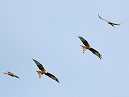 Red Kite
