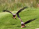 Red Kite