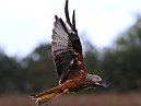 Red Kite