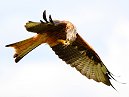 Red Kite