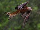 Red Kite