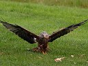 Red Kite