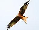 Red Kite