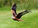 Red Kite