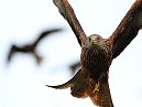 Red Kite