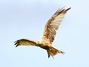 Red Kite