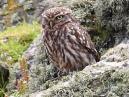 Little Owl