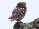 Little Owl