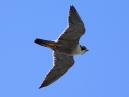 Peregrine