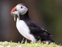 Puffin