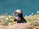 Puffin