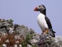 Puffin