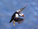 Puffin